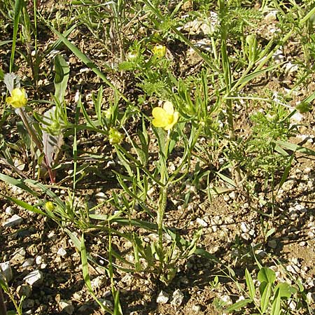 Ranunculus arvensis \ Acker-Hahnenfu, D Nördlingen 23.5.2009