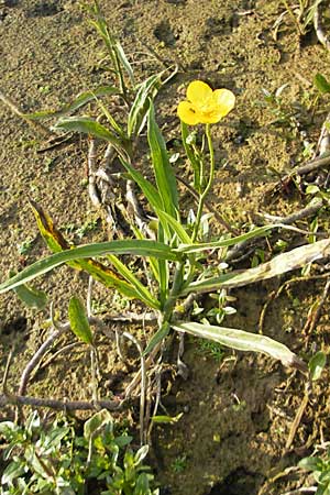 Ranunculus lingua \ Zungen-Hahnenfu / Greater Spearwort, D Römerberg 9.9.2009