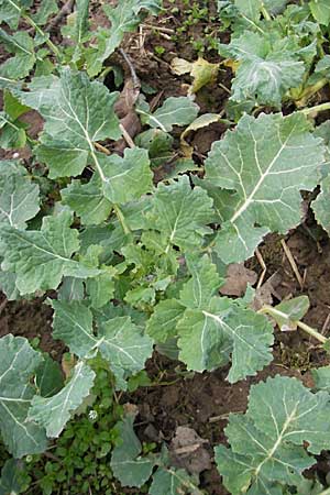 Brassica napus \ Raps / Oilseed Rape, Rapeseed, D Neuleiningen 5.4.2010