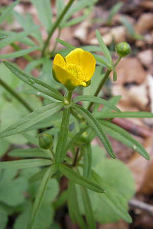 Ranunculus auricomus spec6 ? \ Gold-Hahnenfu, D Neckarzimmern 11.4.2010