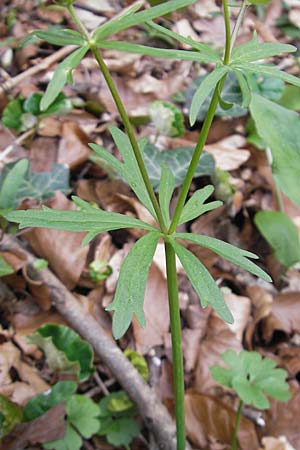 Ranunculus auricomus spec6 ? \ Gold-Hahnenfu, D Neckarzimmern 11.4.2010