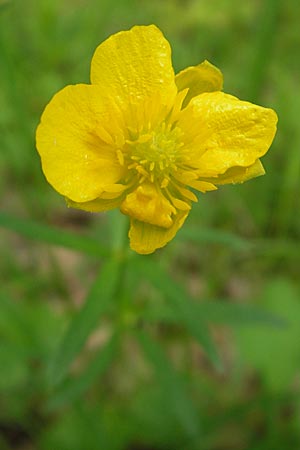 Ranunculus lucorum \ Hain-Gold-Hahnenfu / Grove Goldilocks, D Rheinhessen, Wendelsheim 29.4.2010