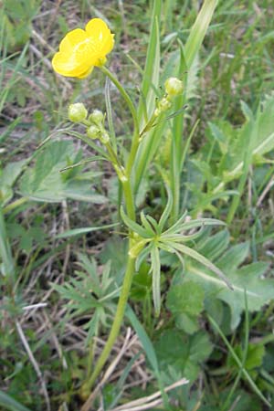 Ranunculus acris subsp. acris \ Scharfer Hahnenfu / Meadow Buttercup, D Krumbach 8.5.2010