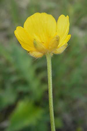 Ranunculus acris subsp. acris \ Scharfer Hahnenfu / Meadow Buttercup, D Krumbach 8.5.2010