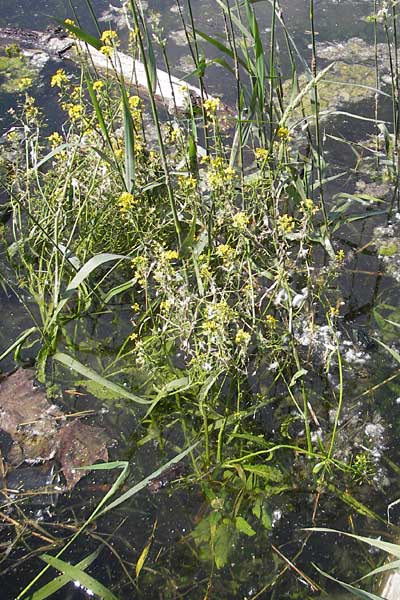 Rorippa amphibia \ Wasser-Kresse / Great Yellow-Cress, D Mannheim 6.6.2010