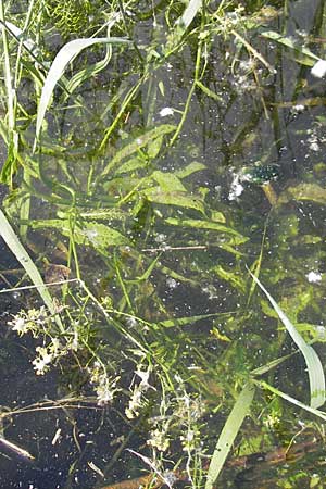 Rorippa amphibia \ Wasser-Kresse / Great Yellow-Cress, D Mannheim 6.6.2010