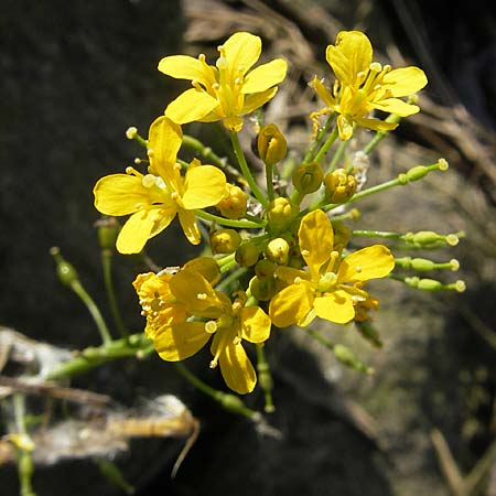 Rorippa amphibia \ Wasser-Kresse / Great Yellow-Cress, D Mannheim 6.6.2010