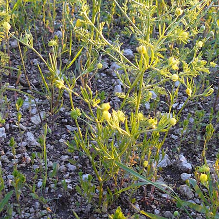 Ranunculus arvensis \ Acker-Hahnenfu / Corn Buttercup, D Nördlingen 22.5.2009