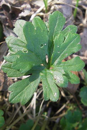 Ranunculus abstrusus ? \ Sonderbarer Gold-Hahnenfu, D Ingelheim 2.4.2011