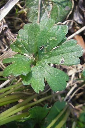 Ranunculus abstrusus ? \ Sonderbarer Gold-Hahnenfu, D Ingelheim 2.4.2011