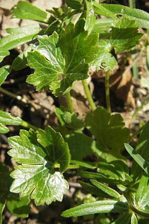 Ranunculus abstrusus ? \ Sonderbarer Gold-Hahnenfu, D Ingelheim 2.4.2011