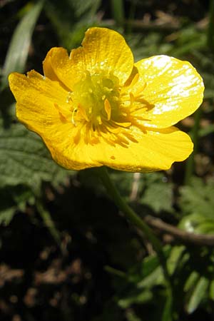 Ranunculus abstrusus ? \ Sonderbarer Gold-Hahnenfu / Peculiar Goldilocks, D Ingelheim 2.4.2011