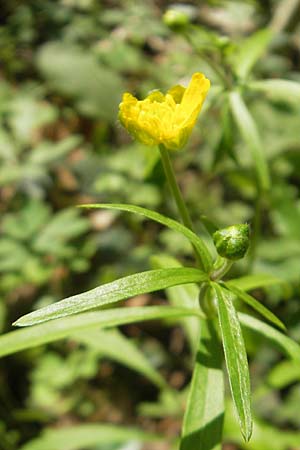 Ranunculus argoviensis s.l. \ Aargauer Gold-Hahnenfu / Aargau Goldilocks, D Hambrücken 9.4.2011