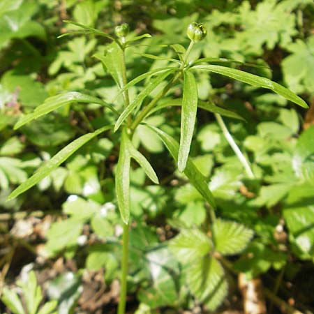 Ranunculus argoviensis s.l. \ Aargauer Gold-Hahnenfu, D Hambrücken 9.4.2011