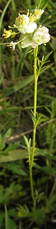 Rorippa x anceps \ Niederliegende Sumpfkresse / Hybrid Yellow-Cress, D Lampertheim 6.5.2011