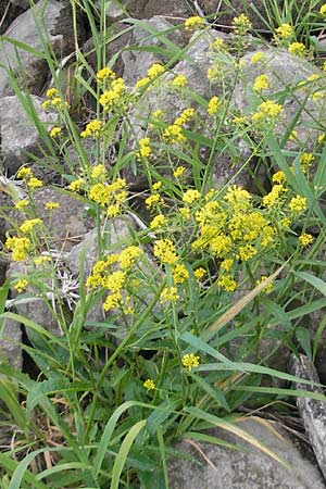 Rorippa amphibia \ Wasser-Kresse / Great Yellow-Cress, D Mannheim 15.5.2011