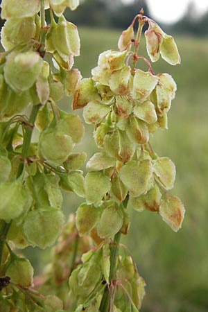 Rumex aquaticus \ Wasser-Ampfer, D Gessertshausen 30.7.2011