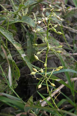 Rorippa amphibia \ Wasser-Kresse / Great Yellow-Cress, D Mannheim 19.9.2011