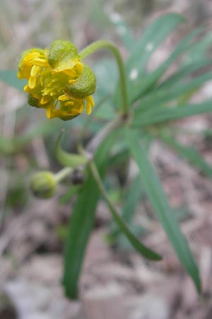 Ranunculus alsaticus ? \ Elssser Gold-Hahnenfu / Alsacian Goldilocks, D Kerzenheim-Rosenthal 15.4.2012