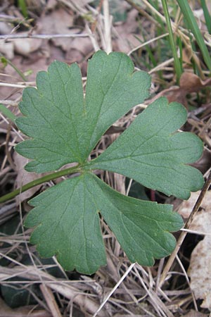 Ranunculus alsaticus ? \ Elssser Gold-Hahnenfu / Alsacian Goldilocks, D Kerzenheim-Rosenthal 15.4.2012