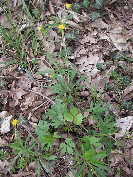 Ranunculus alsaticus ? \ Elssser Gold-Hahnenfu / Alsacian Goldilocks, D Kerzenheim-Rosenthal 15.4.2012