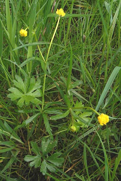 Ranunculus rotundatus \ Rundlicher Gold-Hahnenfu / Roundish Goldilocks, D Windach am Ammersee 5.5.2012