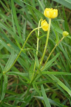 Ranunculus rotundatus / Roundish Goldilocks, D Windach am Ammersee 5.5.2012