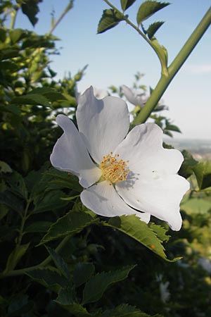 Rosa agrestis ? \ Acker-Rose / Small-Leaved Sweet Briar, D Rheinhessen, Jugenheim 24.5.2012