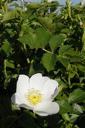 Rosa agrestis ? \ Acker-Rose / Small-Leaved Sweet Briar, D Rheinhessen, Jugenheim 24.5.2012