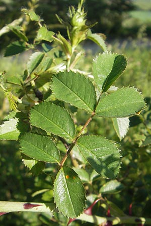 Rosa agrestis ? \ Acker-Rose, D Rheinhessen, Jugenheim 24.5.2012