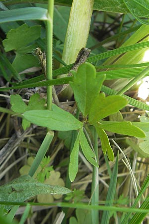 Ranunculus auricomus specI ? \ Gold-Hahnenfu, D Pfalz, Speyer 29.5.2012