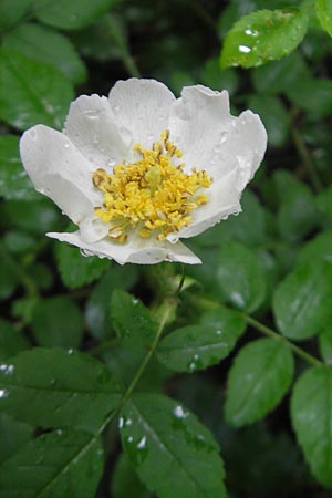 Rosa arvensis \ Kriechende Rose, Feld-Rose, D Neuburg an der Donau 8.6.2012