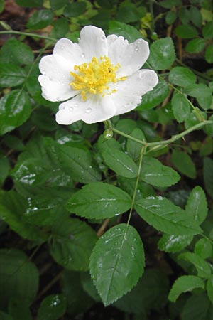 Rosa arvensis \ Kriechende Rose, Feld-Rose, D Neuburg an der Donau 8.6.2012