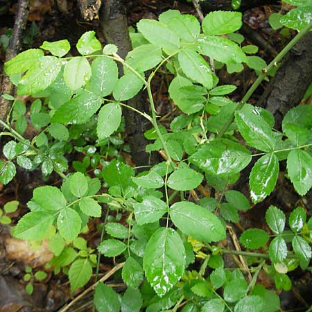 Rosa arvensis \ Kriechende Rose, Feld-Rose / Field Rose, D Neuburg an der Donau 8.6.2012