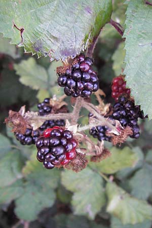 Rubus armeniacus \ Garten-Brombeere, Armenische Brombeere / Armenian Blackberry, Himalayan Blackberry, D Heidelberg 21.7.2012