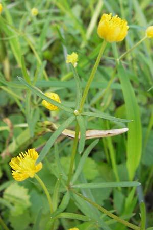 Ranunculus biformis ? / Two-Form Goldilocks, D Ludwigshafen 23.4.2013