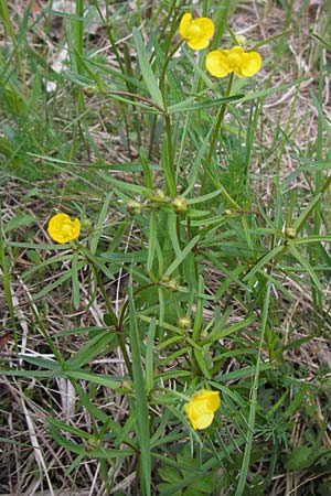 Ranunculus auricomus specI ? \ Gold-Hahnenfu, D Pfalz, Speyer 3.5.2013