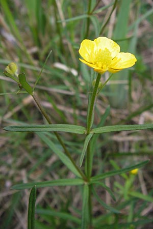 Ranunculus auricomus specI ? \ Gold-Hahnenfu / Goldilocks, D Pfalz, Speyer 3.5.2013