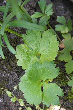 Ranunculus aemulans ? \ Nachahmender Gold-Hahnenfu / Imitating Goldilocks, D Thüringen Weimar, Historischer Friedhof 6.5.2013