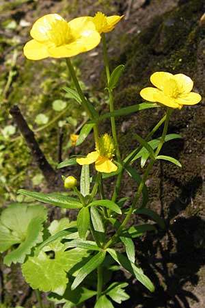 Ranunculus aemulans ? \ Nachahmender Gold-Hahnenfu / Imitating Goldilocks, D Thüringen Weimar, Historischer Friedhof 6.5.2013