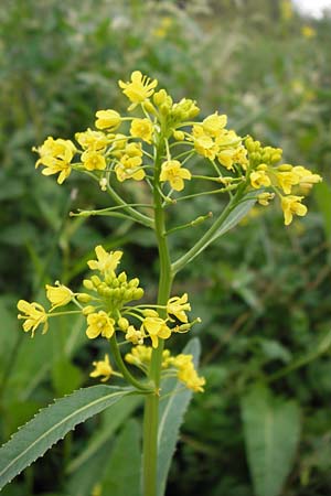 Rorippa amphibia \ Wasser-Kresse / Great Yellow-Cress, D Mannheim 9.9.2013