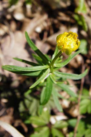 Ranunculus auricomus specJ ? \ Gold-Hahnenfu, D Pfofeld 29.3.2014