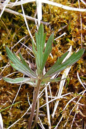 Ranunculus acris subsp. acris \ Scharfer Hahnenfu / Meadow Buttercup, D Andechs 31.3.2014