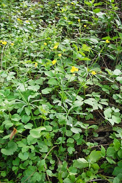 Ranunculus reichertii \ Reichert-Gold-Hahnenfu / Reichert's Goldilocks, D Offenbach-Hundheim 12.4.2014