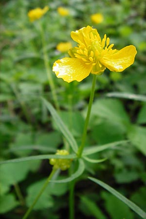 Ranunculus reichertii \ Reichert-Gold-Hahnenfu / Reichert's Goldilocks, D Offenbach-Hundheim 12.4.2014