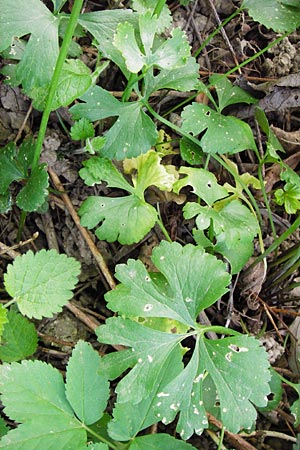 Ranunculus reichertii \ Reichert-Gold-Hahnenfu / Reichert's Goldilocks, D Offenbach-Hundheim 12.4.2014