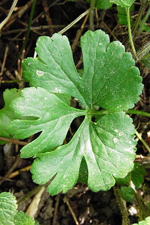 Ranunculus reichertii \ Reichert-Gold-Hahnenfu / Reichert's Goldilocks, D Offenbach-Hundheim 12.4.2014