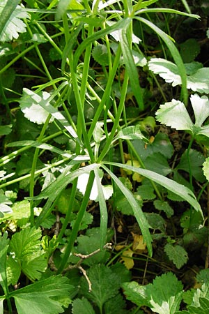 Ranunculus reichertii \ Reichert-Gold-Hahnenfu, D Offenbach-Hundheim 12.4.2014