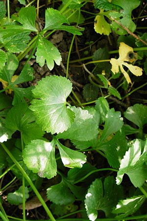 Ranunculus reichertii \ Reichert-Gold-Hahnenfu, D Offenbach-Hundheim 12.4.2014