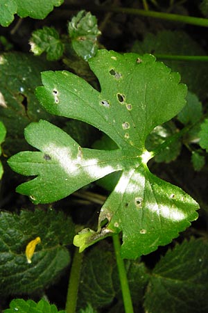 Ranunculus reichertii \ Reichert-Gold-Hahnenfu / Reichert's Goldilocks, D Offenbach-Hundheim 12.4.2014